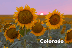 Sunflower Sunset Postcard