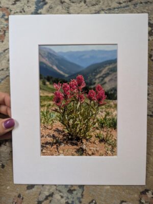 Herman Gulch Wildflowers - 8x10 Mat